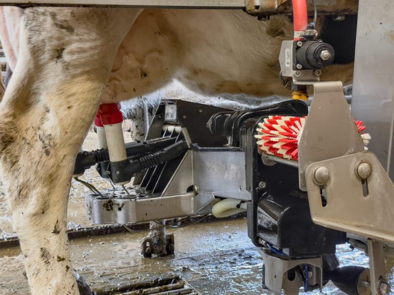 Udder of a Dutch cow being milked by a milking robot